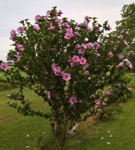 Mor Ağaç Hatmi Fidanı 100Cm-120Cm