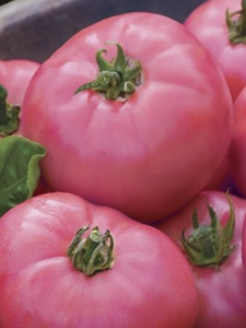 Pembe Domates Fidesi Tüplü 30 Adet