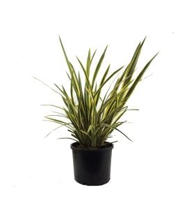 Alacalı Yeni Zerlanda Keteni Phormium 40Cm-60Cm