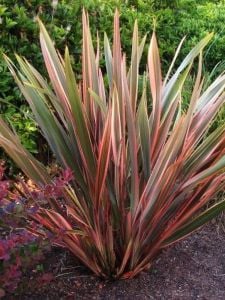 Pembe Sarı Yeni Zelanda Keteni Phormium 40Cm-60Cm