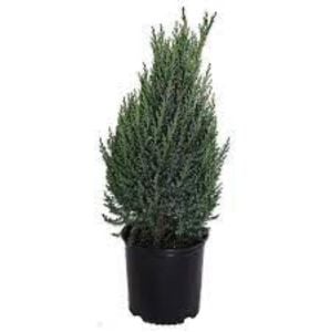 Roket Ardınç Fidanı 80Cm-100Cm