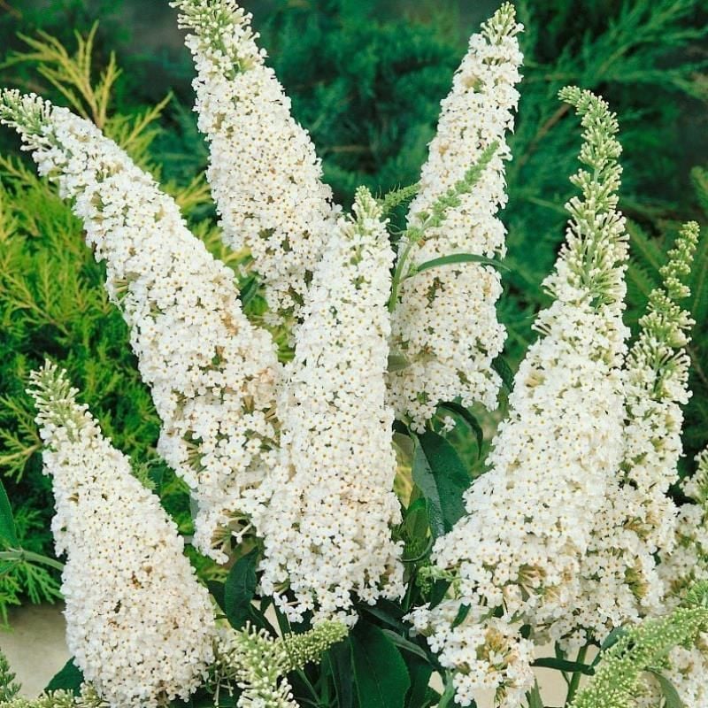 Beyaz Kelebek Çalısı Fidanı 40Cm-60Cm