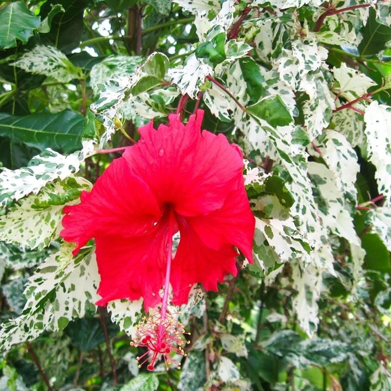 Alacalı Japon Gülü 100Cm-120Cm