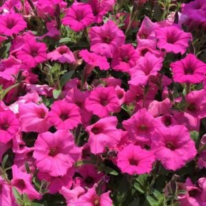 Pembe Petunya Çiçeği Askılı Saksı