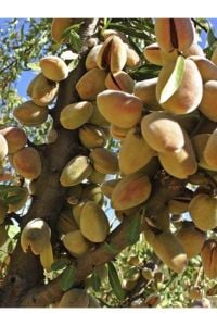 Guara Badem Fidanı 3 Yaş 100 Cm 120 Cm