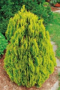 Altuni Top Mazı Çam Ağacı Fidanı 40Cm-60