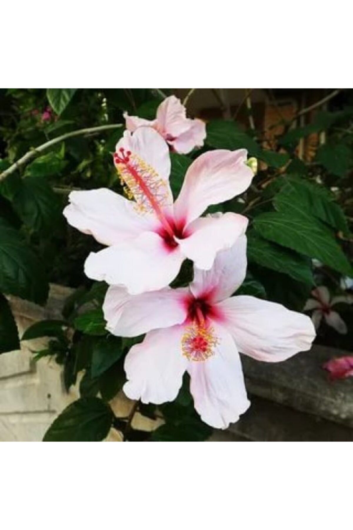 Çin Gülü Çiçeği Fidanı 80Cm-100Cm