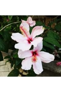 Çin Gülü Çiçeği Fidanı 80Cm-100Cm