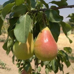 Nusretbey Armut Fidanı 5 Yaş 150 Cm 200 Cm