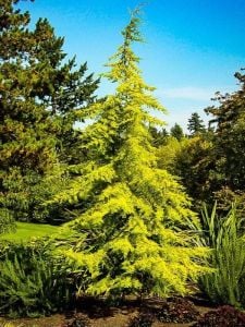 Sarı Sedir Fidanı 80Cm-100Cm