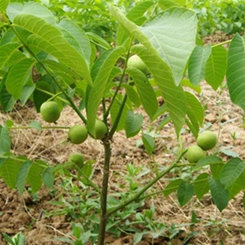 Ronde de Ceviz 3 Yaş 100 Cm 120 Cm