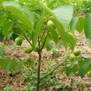 Ronde de Ceviz 3 Yaş 100 Cm 120 Cm