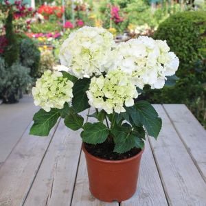 Beyaz İthal Ortanca Büyük Saksılı 60 Cm 80 Cm