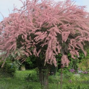 Ilgın Ağacı Fidanı 80Cm-100Cm