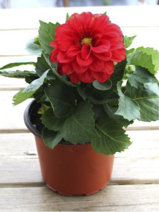 Kırmızı Dahlia Fidanı 20 Cm 40 Cm