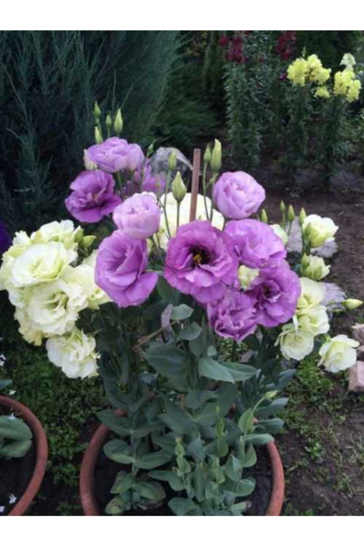 Mor Lisyantus Fidanı 40Cm-60Cm
