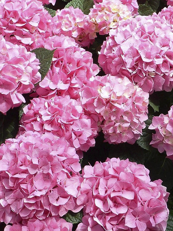 Pembe İthal Ortanca 40 Cm 60 Cm
