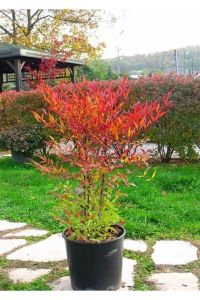 Cennet Bambusu Nandina Domestica Bodur 80Cm-100Cm