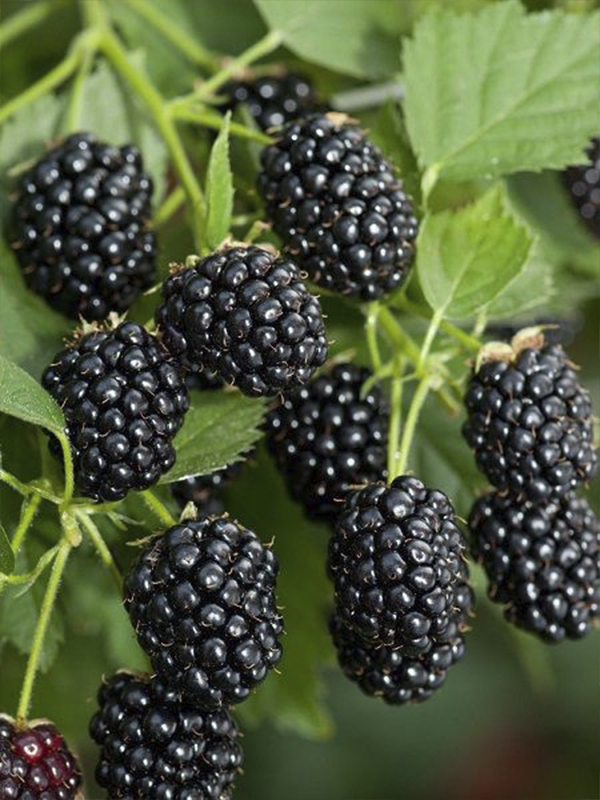 Jumbo İri Meyveli Böğürtlen 80 Cm 100 Cm