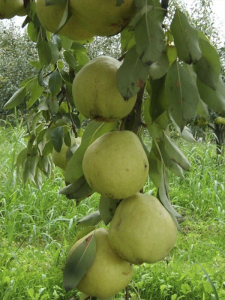Limon Armudu Fidanı 5 Yaş 150 Cm 200 Cm