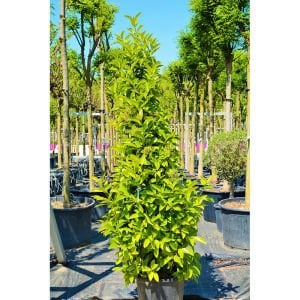 Pramit Lisudum Kartopu 200 Cm