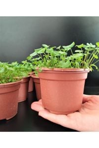 Fare Kulağı Fidanı Fidesi 5Cm-15Cm 10 Adet
