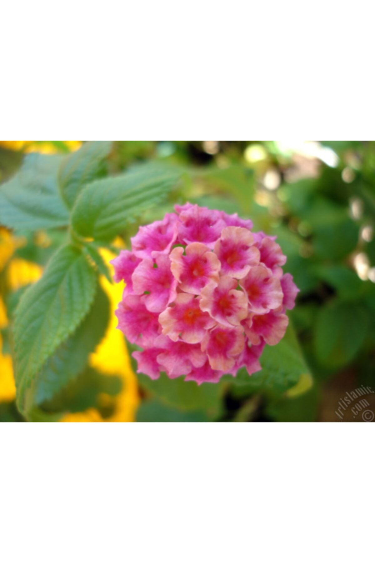 Pembe Bodur Ağaç Minesi Fidanı 40Cm -60Cm