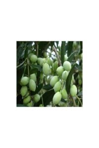 Koroneiki Bodur Zeytin 60 Cm 80 Cm