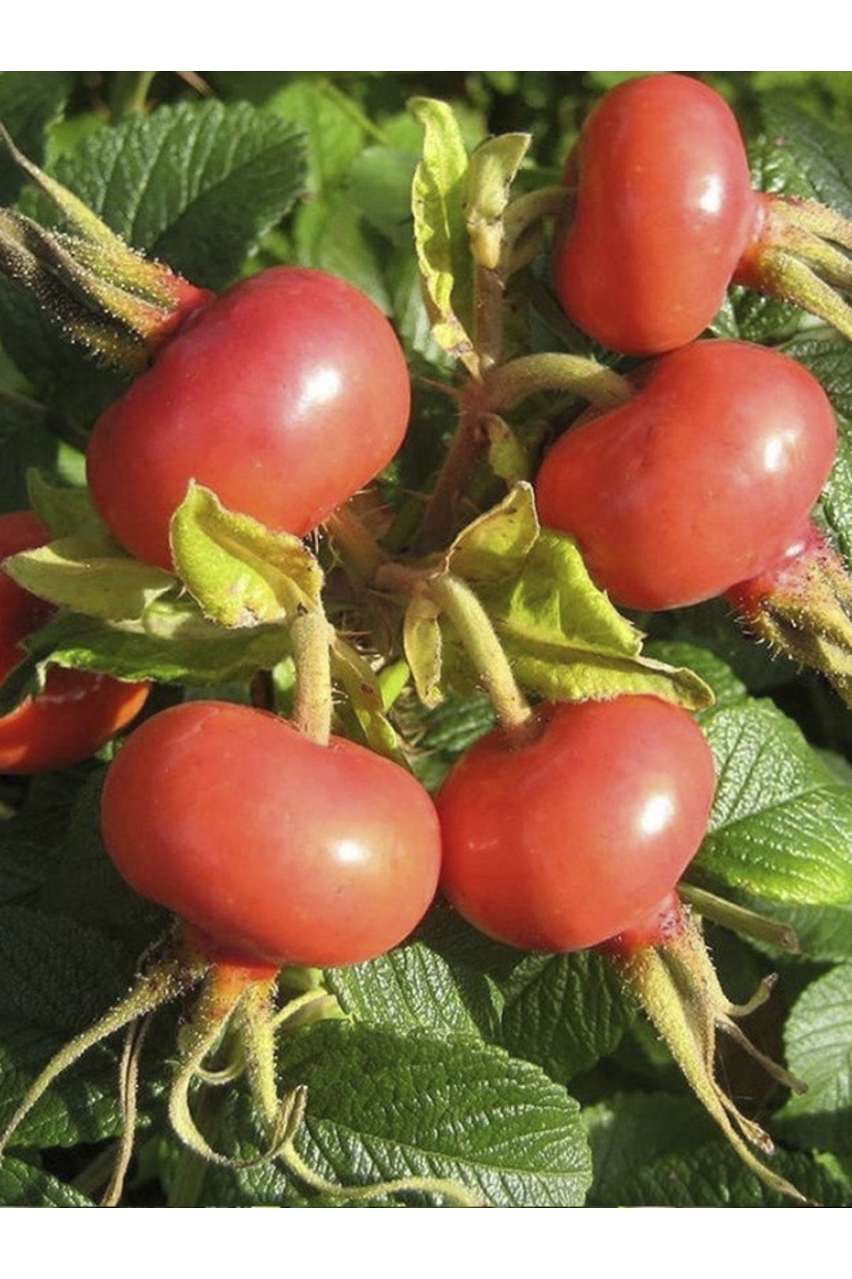 Rosa Rugosa Hollanda Kuşburnu Fidanı 40 Cm 60 Cm