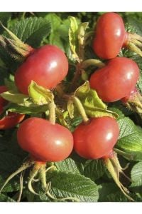 Rosa Rugosa Hollanda Kuşburnu Fidanı 40 Cm 60 Cm