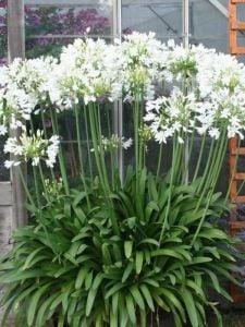Beyaz Agapanthus Fidanı 20Cm-40Cm