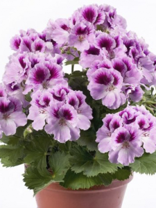 Lila Beyaz Alacalı Sardunya Çiçeği Fidanı 10Cm-30Cm