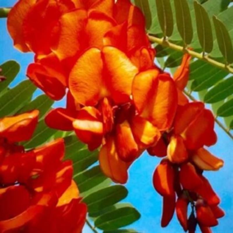 Sesbanya Çiçeği 40Cm-60Cm