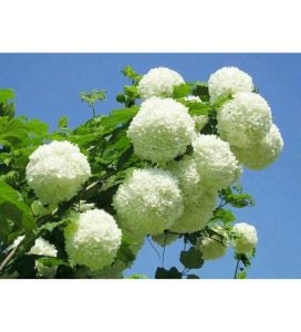 Çınar Kartopu Çiçeği Büyük Boy Saksılı 80Cm-100Cm
