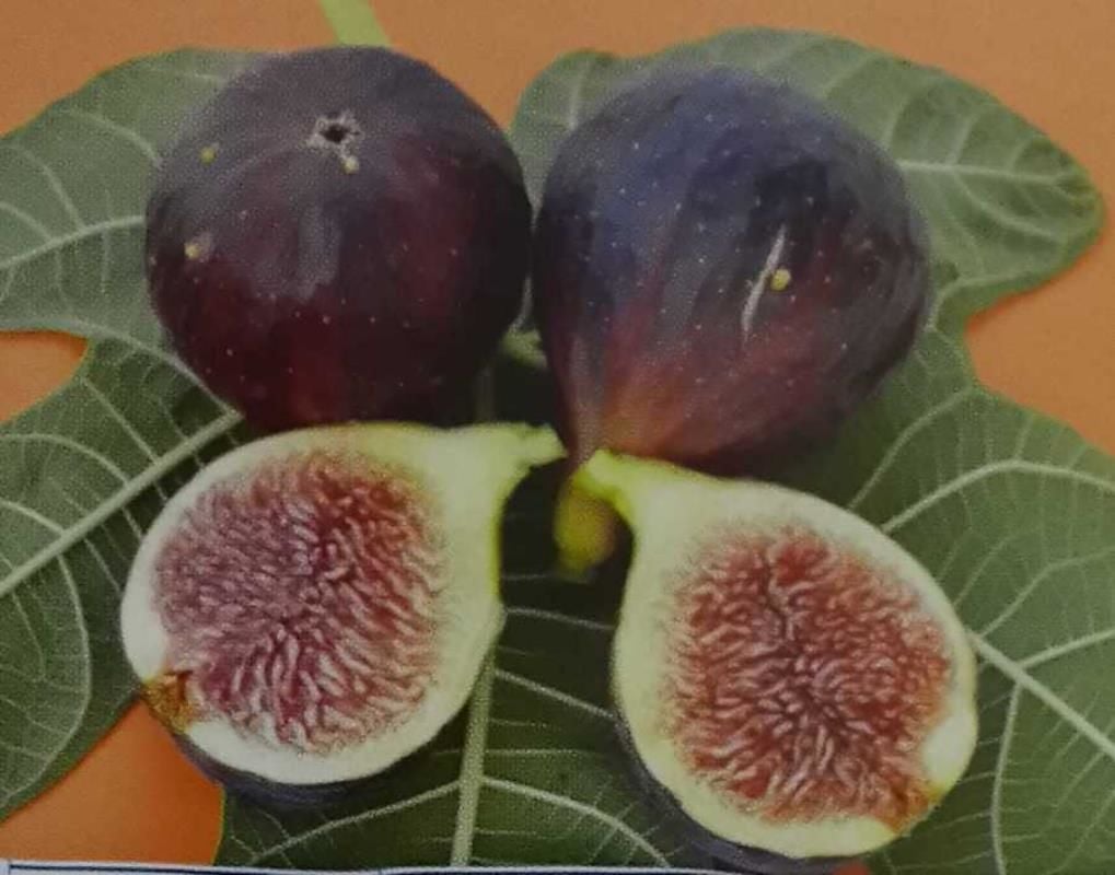 Siyah Çıtır İncir Fidanı 4 Yaşında 100 Cm 150 Cm