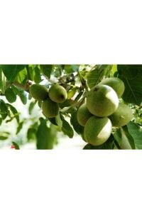 Yalova 4 Ceviz 5 Yaş 150 Cm 200 Cm