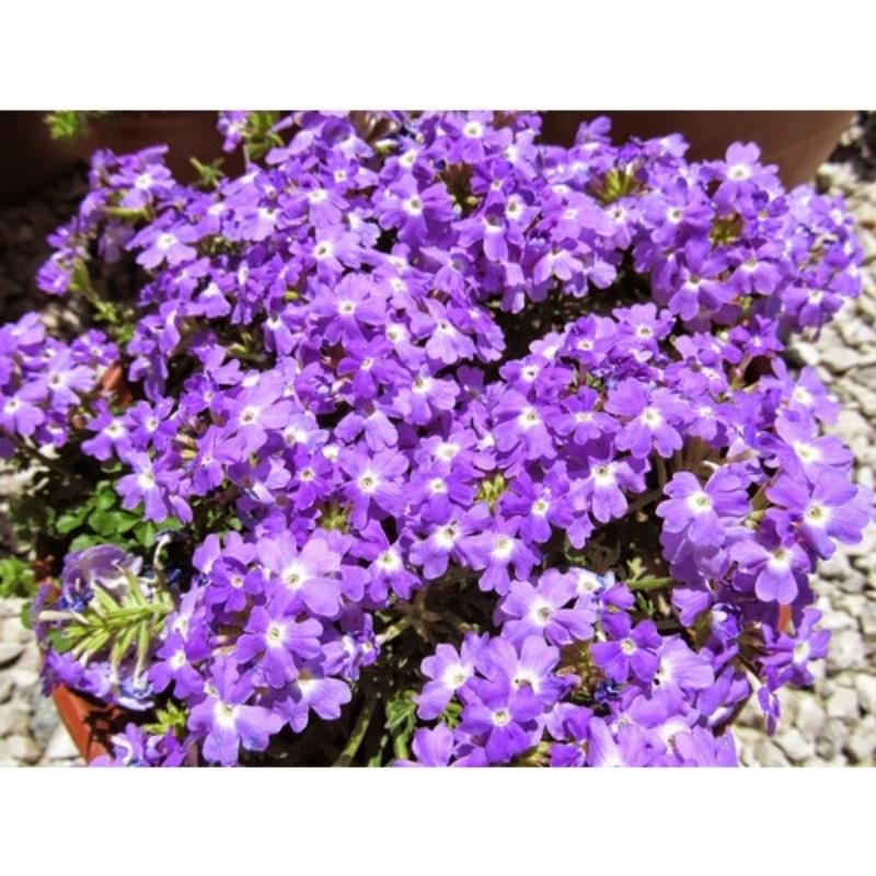 Yayılıcı Mine Çiçeği Lila 20 Cm-40Cm