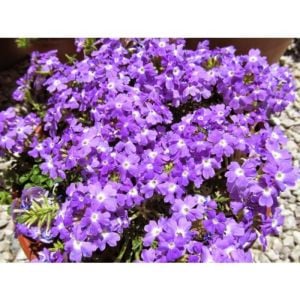 Yayılıcı Mine Çiçeği Lila 20 Cm-40Cm