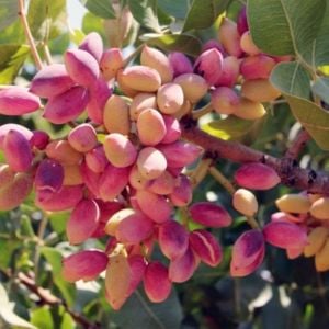 Uygur Çeşidi Dişi Antep Fıstığı Fidanı 60-80 Cm 1 Tanesi