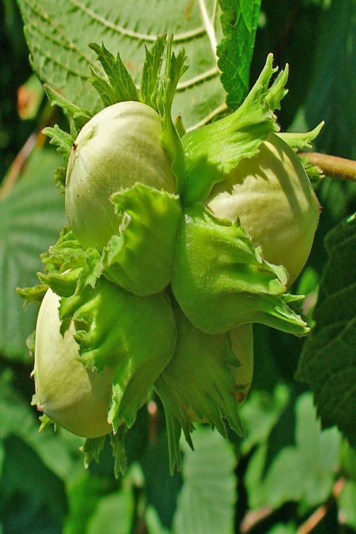 Palaz Fındık 150-200Cm