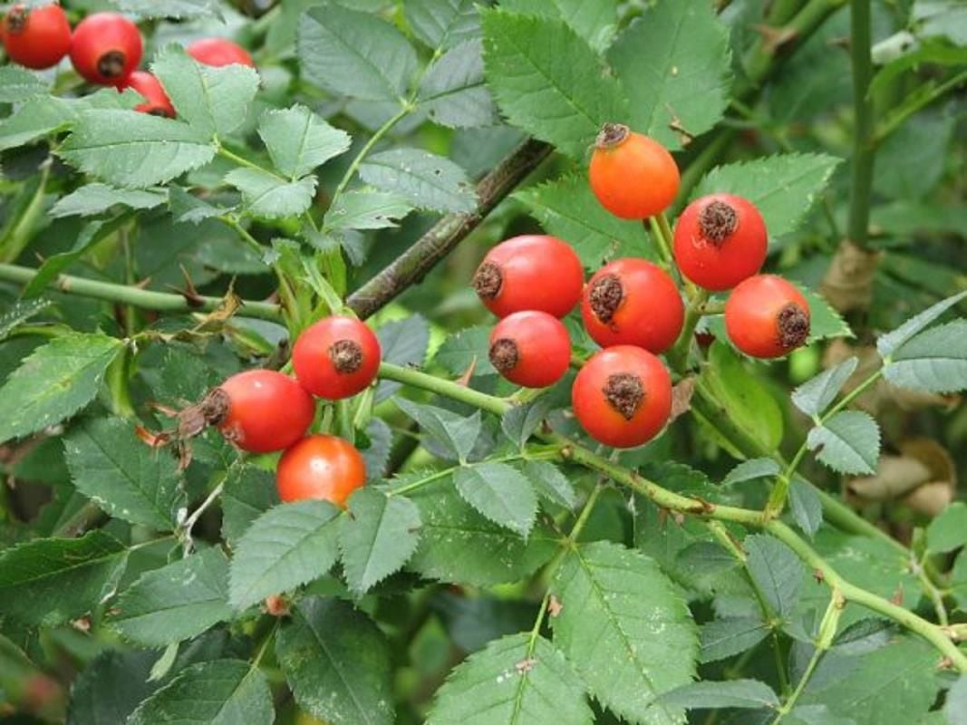 Rosa Canina Dikenli Kuşburnu Fidanı 40 Cm 60 Cm
