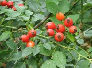 Rosa Canina Dikenli Kuşburnu Fidanı 40 Cm 60 Cm