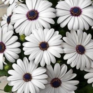 Beyaz Bodrum Papatyası Çiçeği Fidanı 20Cm-40Cm