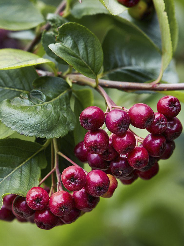 Kırmızı Aronia Berry Fidanı 40 Cm 60 Cm
