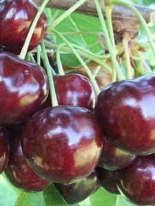 Bing Kiraz Ağacı Fidanı 3 Yaş 100 Cm 120 Cm