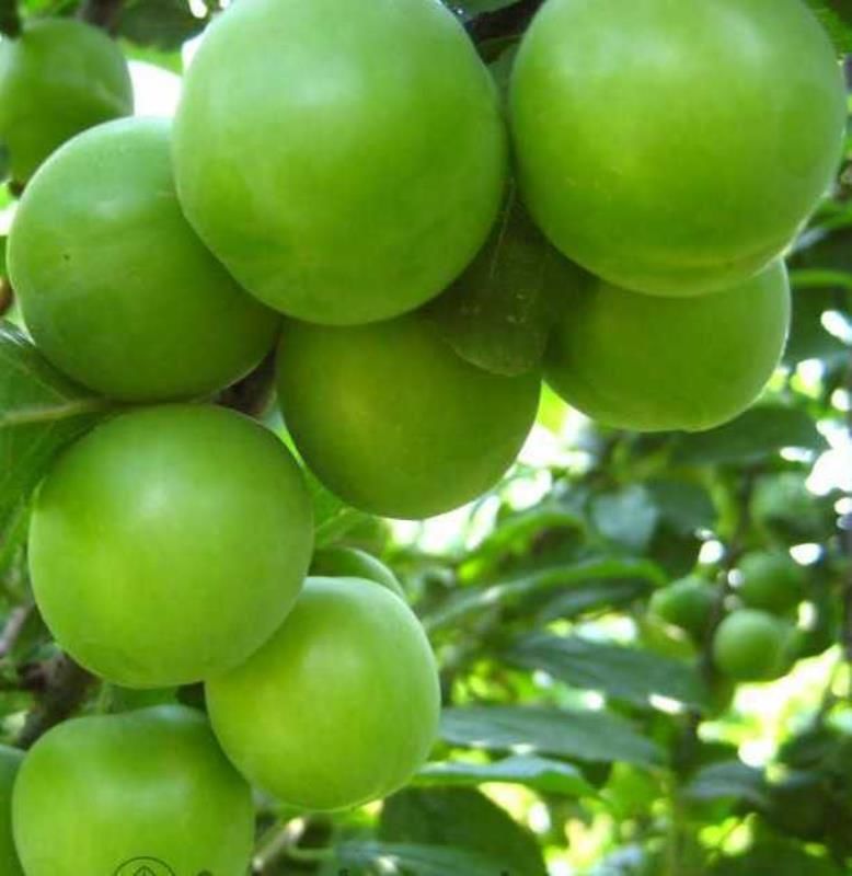 Gölcük (Ağustos) Papaz Erik 5 Yaş 150-200 Cm