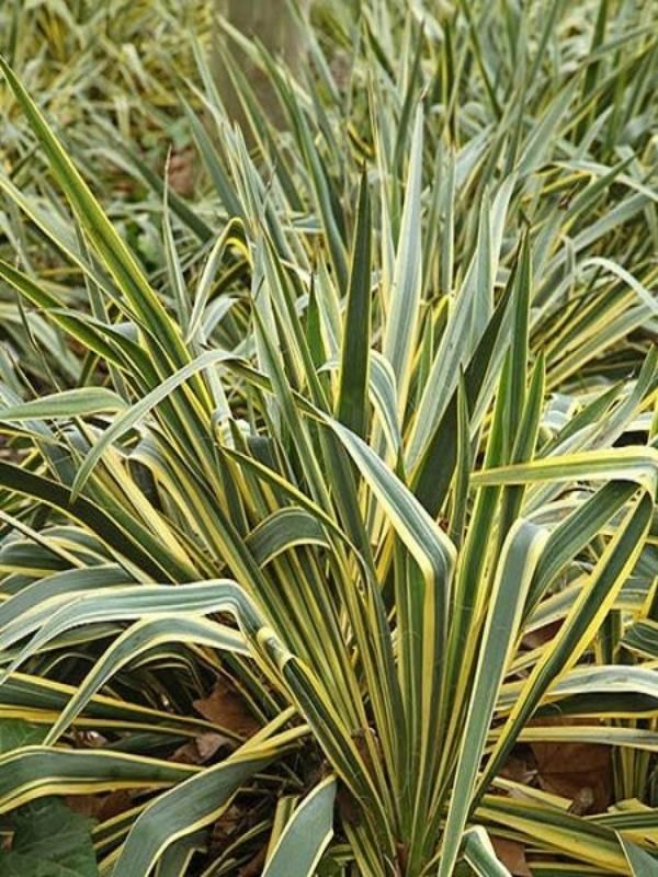 Sarı Çizgili Yeni Zelanda Keteni Phormium 40Cm-60Cm