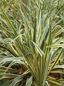 Sarı Çizgili Yeni Zelanda Keteni Phormium 40Cm-60Cm