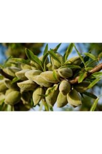 Kaliteli Badem Fidanı 3 Yaş 100-120 Cm