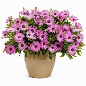 Pembe Bodrum Papatyası Çiçeği Fidanı 20Cm-40Cm